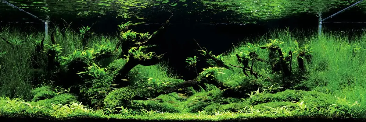 The Heart of Paradise